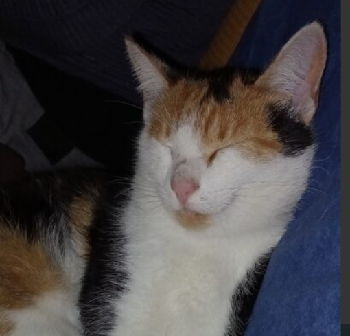 Zaginęła kotka - Alpa