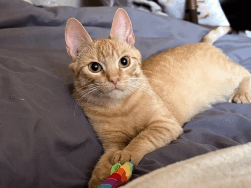 Zaginął kotek Biszkopt