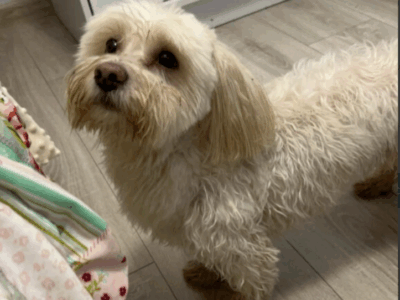 Zaginął piesek Haczi