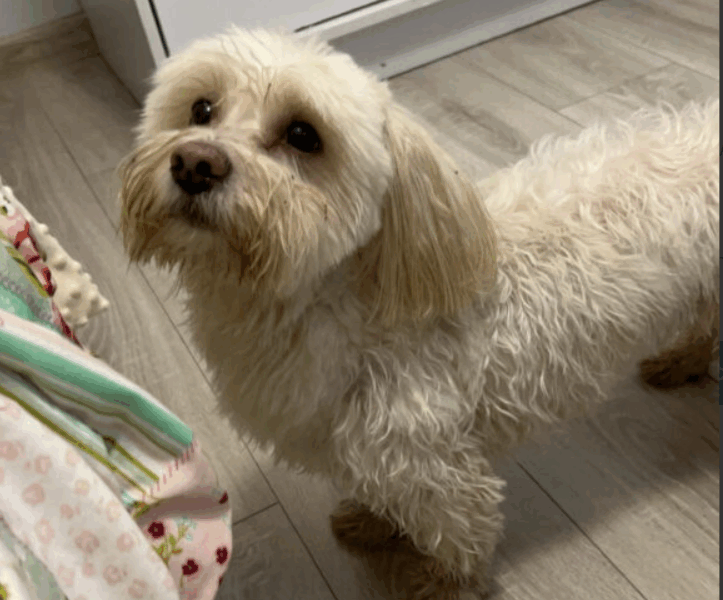 Zaginął piesek Haczi