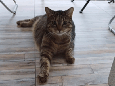 Zaginęła kotka Lusia