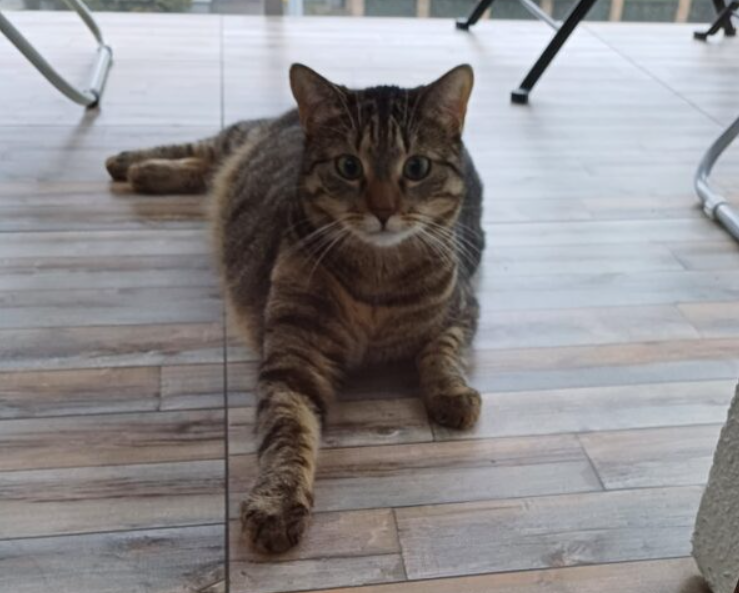 Zaginęła kotka Lusia