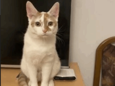 Alert Polska Zaginął kot Murczyk