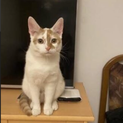 Alert Polska Zaginął kot Murczyk