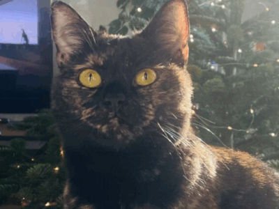 Zaginęła kotka Diuna