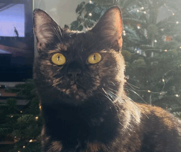 Zaginęła kotka Diuna