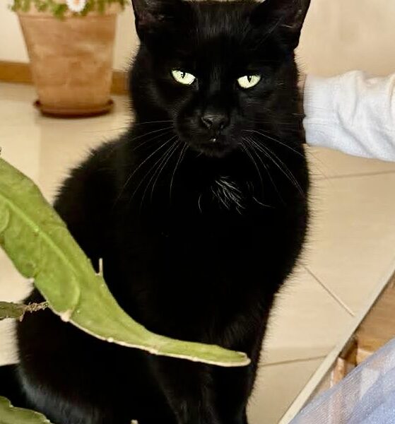 Zaginął czarny kocurek