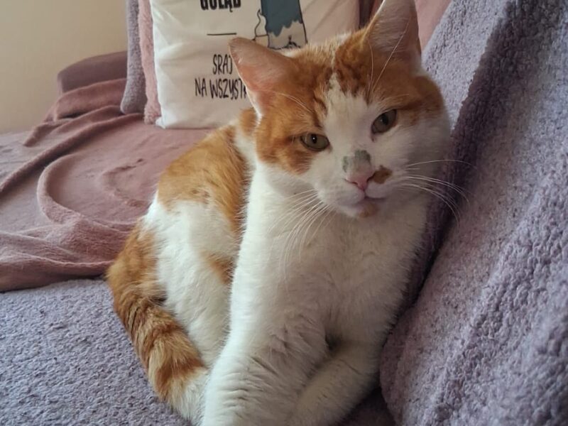 Zaginął kocurek Blue