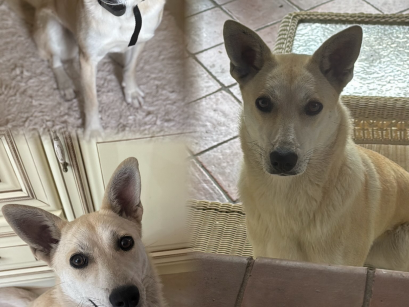 Zaginęła suczka 27 lutego MOŻE BYĆ WSZĘDZIE