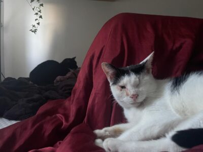 Zaginął kotek Gdynia