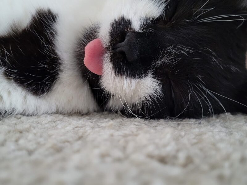 Zaginęła kotka Moli