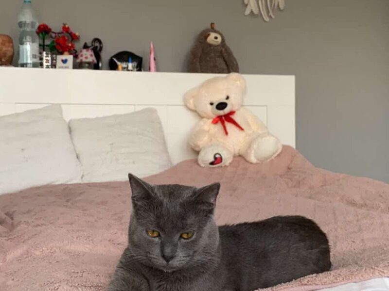 ZAGINĄŁ KOT LEOŚ !