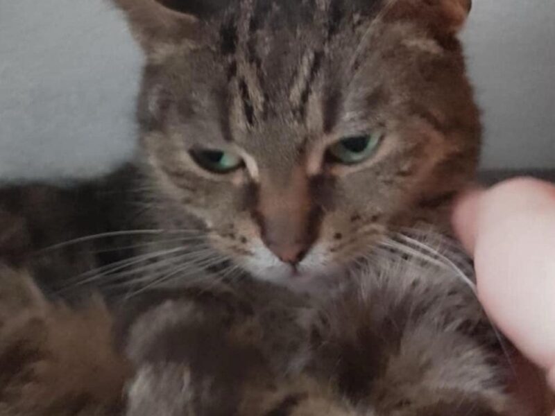 Zaginęła kotka Krysia