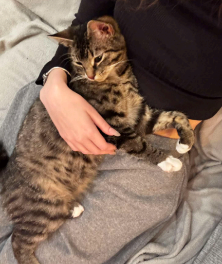 Zaginął pięciomiesięczny kotek