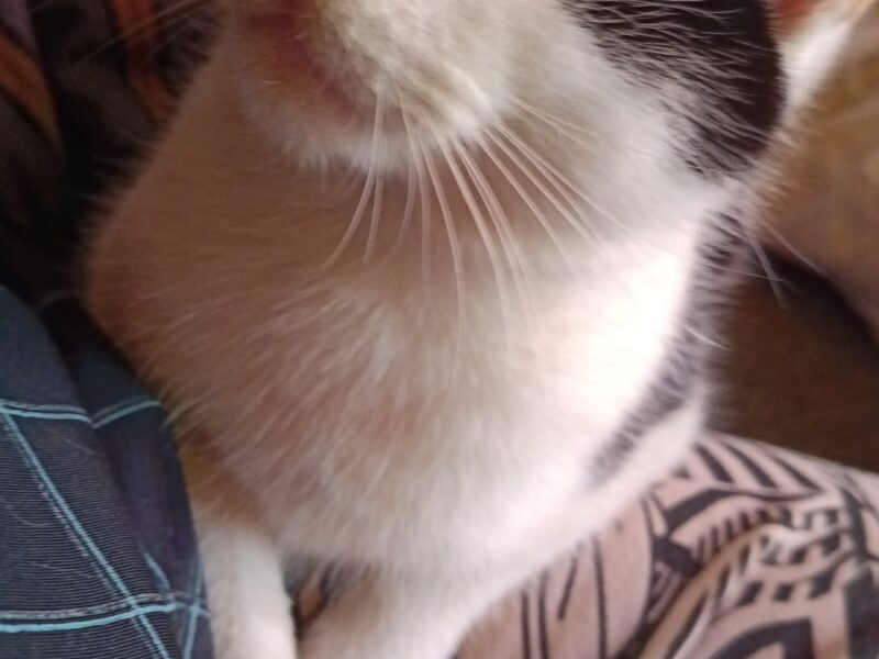 Szukamy Kotka Juliana