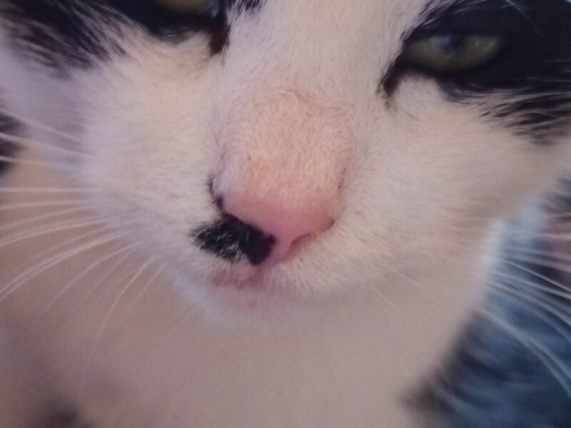 Szukamy Kotka Juliana