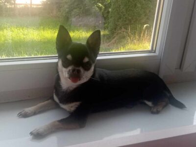 Zaginął piesek rasy Chihuahua