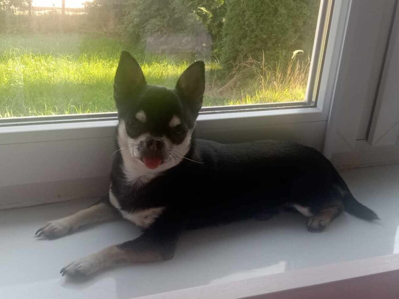 Zaginął piesek rasy Chihuahua