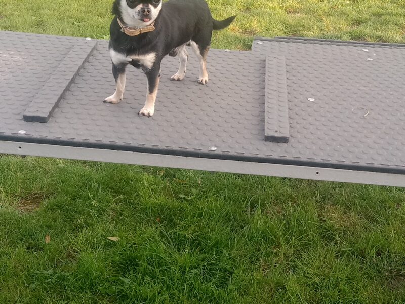 Zaginął piesek rasy Chihuahua