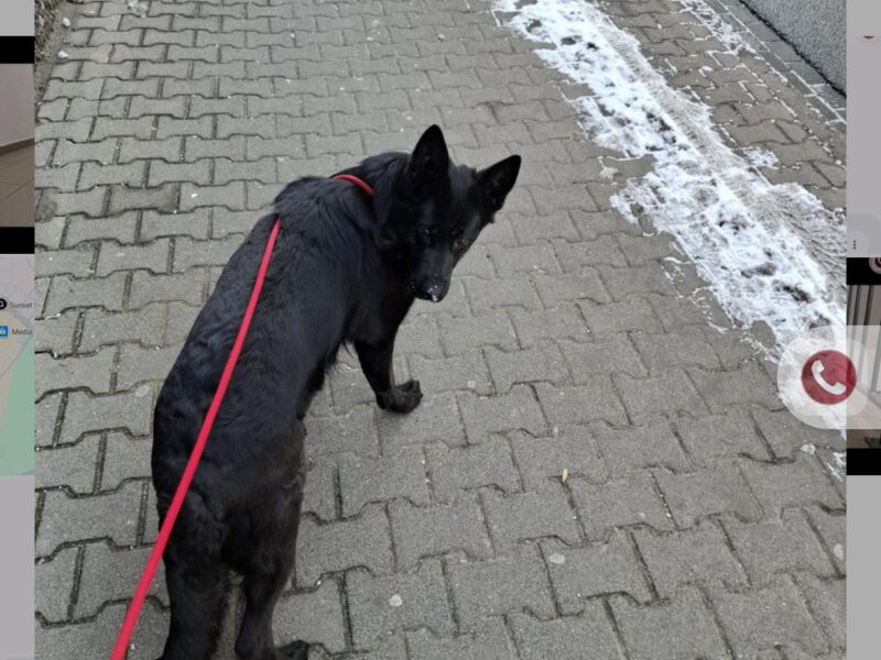 Zaginął pies Dafne