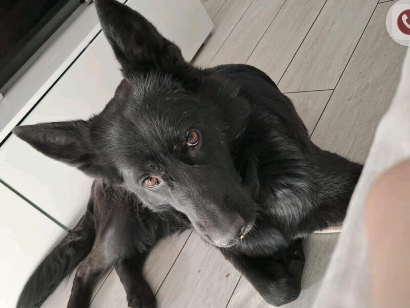 Zaginął pies Dafne