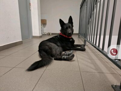 Zaginął pies Dafne