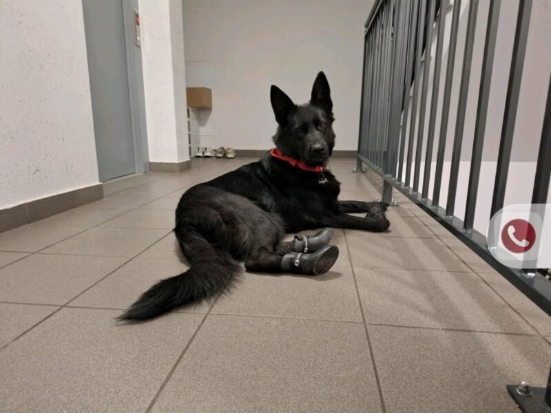 Zaginął pies Dafne