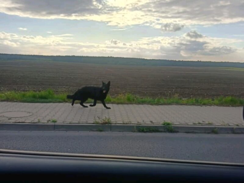 Zaginął pies Dafne