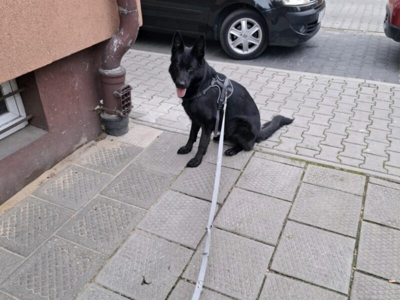 Zaginął pies Dafne