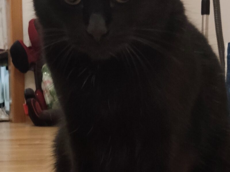 Zaginęły 2 koty Okuniew