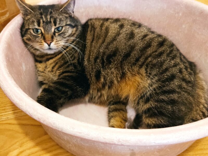 Zaginęły 2 koty Okuniew