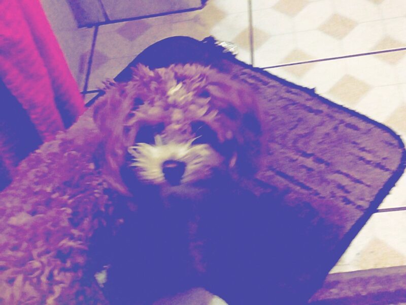 Zaginął piesek Ozi