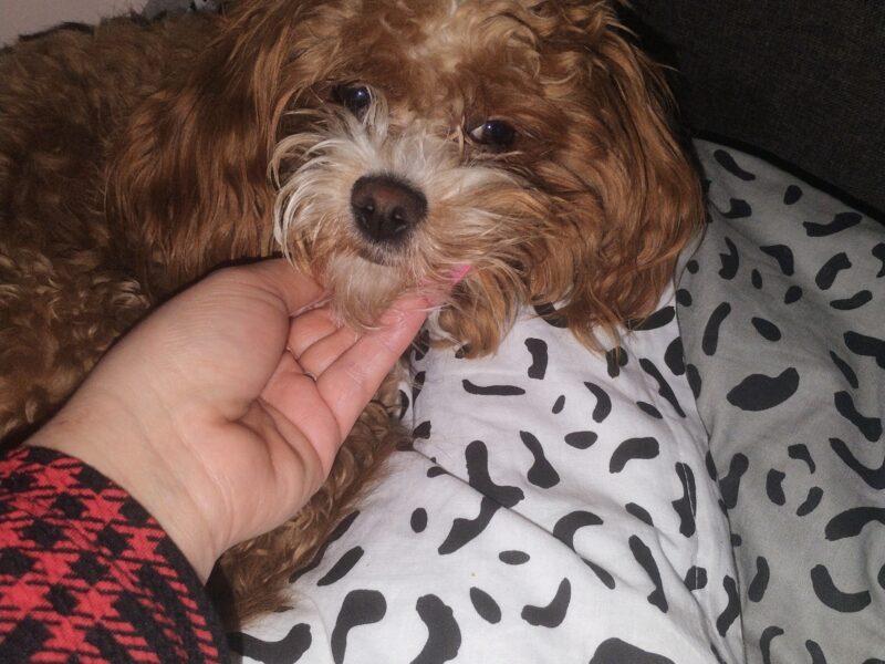 Zaginął piesek Ozi