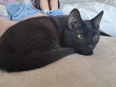 Zaginął 9 miesięczny kotek