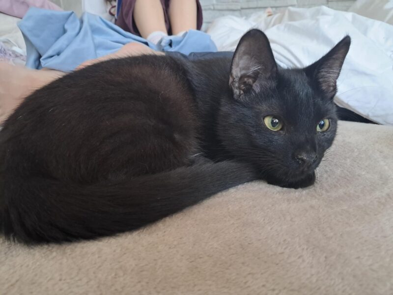 Zaginął 9 miesięczny kotek