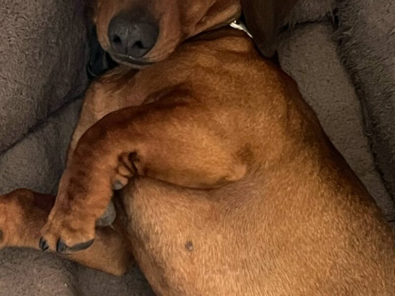 Zaginął Jamnik Wafel