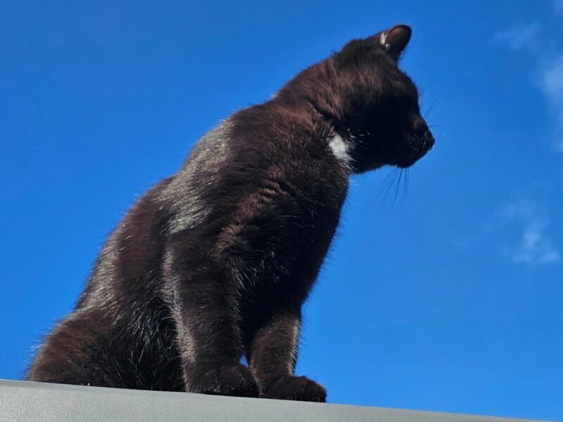 Zaginął młody kocurek