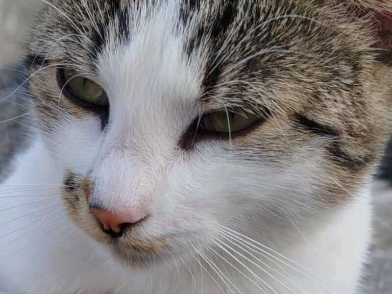 Zaginął kotek Pimpek