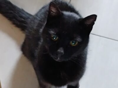 Zaginęła Kotka Lusia