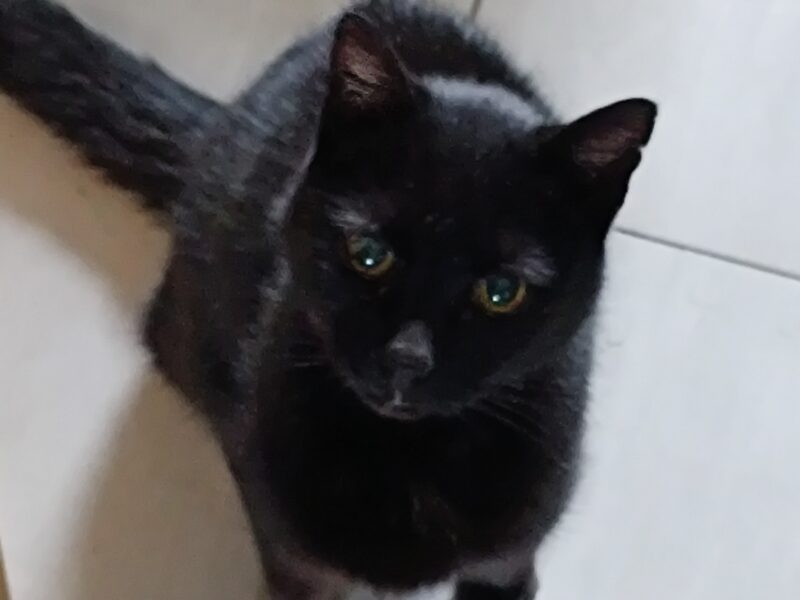 Zaginęła Kotka Lusia