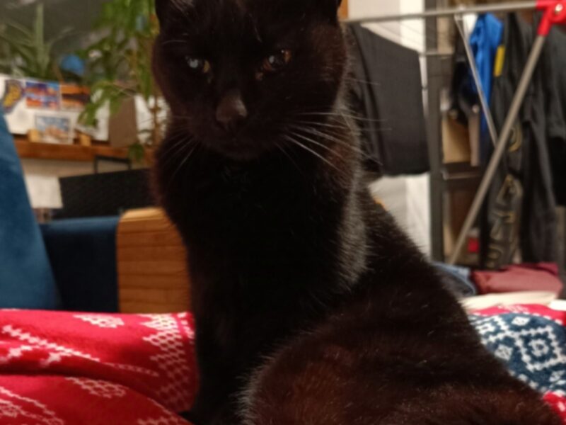 Zaginęła Kotka Lusia