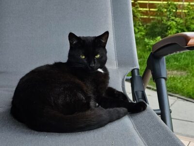 Zaginął młody kocurek