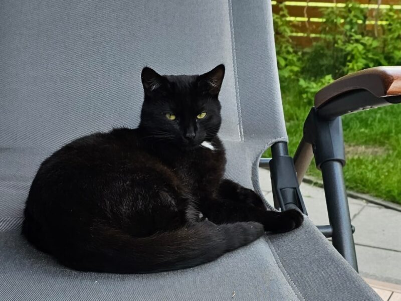 Zaginął młody kocurek