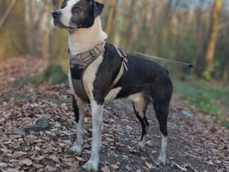 Zaginął pies w typie wyżła