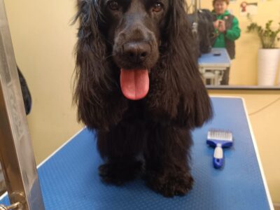 Zaginęła sunia Nela