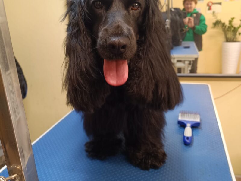 Zaginęła sunia Nela