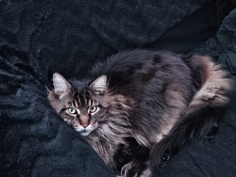Zaginął kotek Maine Coon