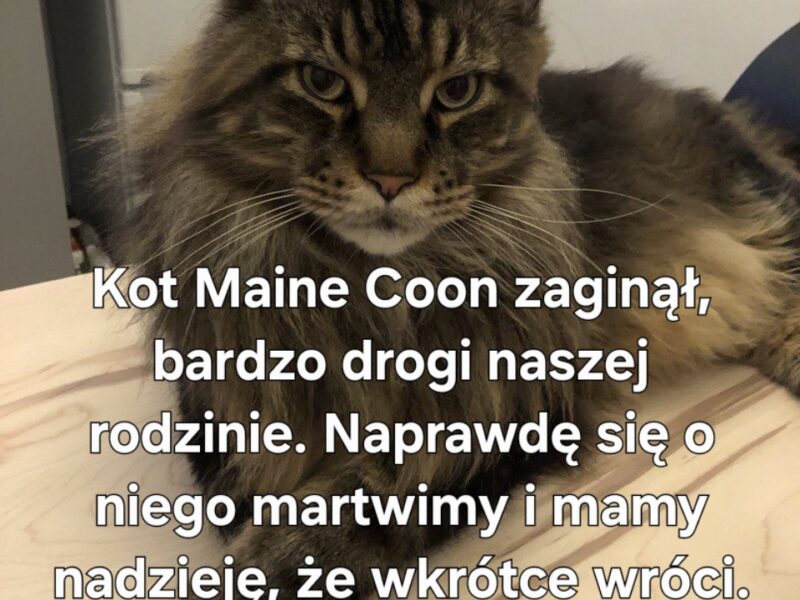 Zaginął kotek Maine Coon