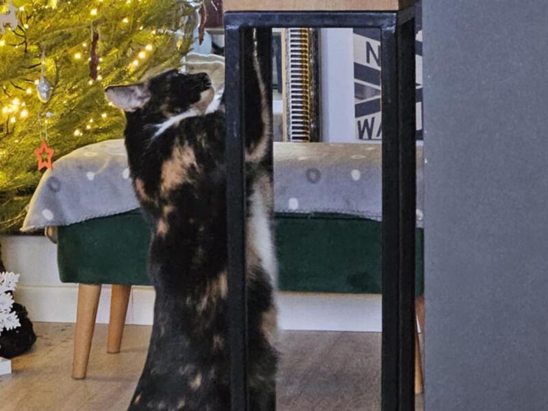 Zaginęła Kotka Frotka