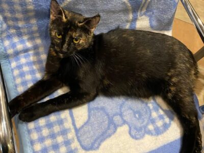 Zaginęła kotka Sisi